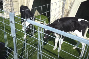 Класична парна огорожа для телят CALF-TEL C-Series 