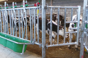 JORDAIN CALF GATE 