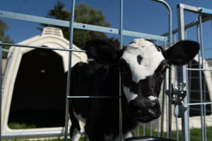 Забор для телят CALF-TEL C-Series 8/16