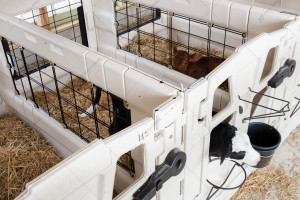 Стойло для телят CALF-TEL I-Series 6'