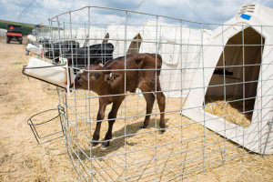 Класична огорожа для телят CALF-TEL C-Series 