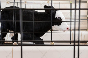 Стойло для телят CALF-TEL I-Series 8'