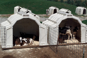 CALF-TEL 54/98 Outdoor Group Calf Hutch