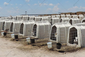 Домик для открытого содержания телят CALF-TEL O-Series 20/64