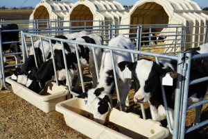 Забор для телят CALF-TEL C-Series 12/16