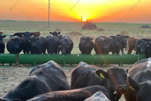A.TOM 700 Cattle Waterer/Drinker